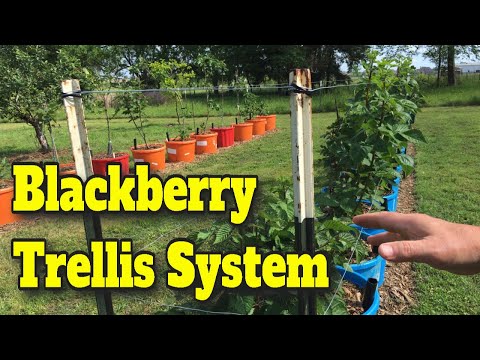 Видео: 💲ДЕШЕВАЯ ПРОСТАЯ ШПАРГАЛКА ДЛЯ ЕЖЕВИКИ И МАЛИНЫ 🍇ДАЙТЕ ВАШИМ ЯГОДАМ ВОЗМОЖНОСТЬ ВЫРОСТИ! 💪Вы смож...