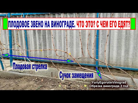 Видео: 🍇 Обрезка винограда на ПЛОДОВОЕ ЗВЕНО. Так обрезали еще 3000 лет назад, а что вы знаете о нем?