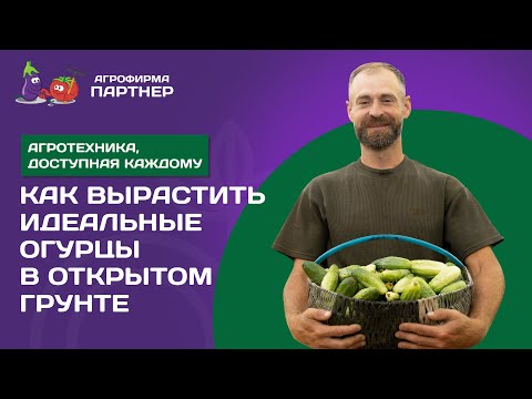 Видео: ПРОСТОЙ СПОСОБ ВЫРАСТИТЬ ОГУРЦЫ В ОТКРЫТОМ ГРУНТЕ