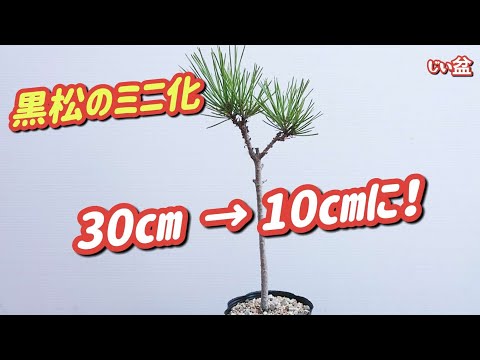 Видео: -20см! 😱 [Удивительно до и после] Миниатюризация Куромацу. / Как сделать бонсай / [Бонсай]