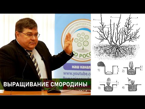 Видео: Как вырастить смородину. Посадка, размножение, подкормка, уход, болезни и вредители. Новые сорта.