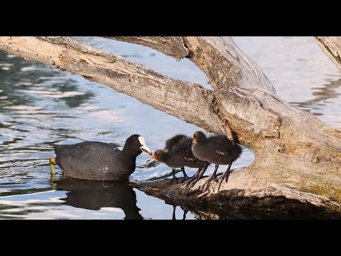 Видео: Атлас на птиците в България