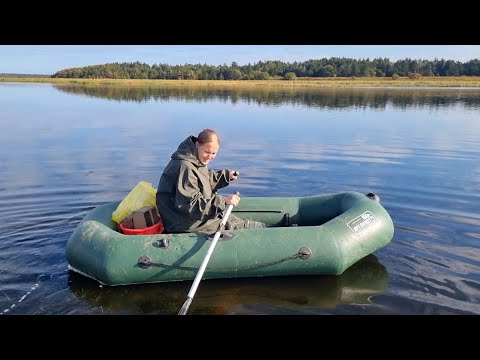 Видео: СБОР КЛЮКВЫ НА САХАЛИНЕ! КРАСНОЕ ЗОЛОТО!