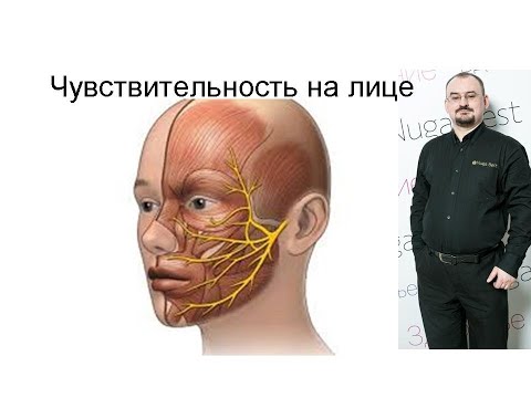 Видео: Чувствительность на лице – тройничный нерв V пара черепно-мозговых нервов.