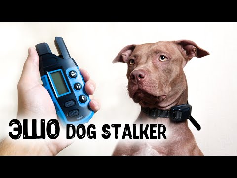 Видео: Электронный ошейник для дрессировки собак DOG-STALKER