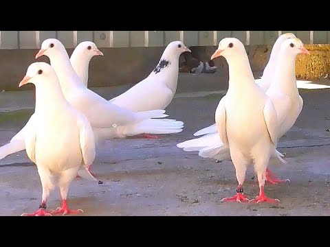 Видео: Одна порода голубей а качество разные 🤷‍♂️ Pigeons