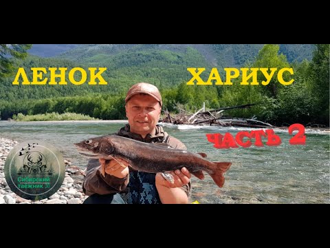 Видео: ХАРИУС -ЛЕНОК часть 2 ,Северобайкальск , горная река , рыбалка, отдых на Байкале.
