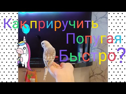 Видео: КАК БЫСТРО ПРИРУЧИТЬ ДИКОГО ПОПУГАЯ К РУКАМ? Приручить попугая сразу после покупки возможно!