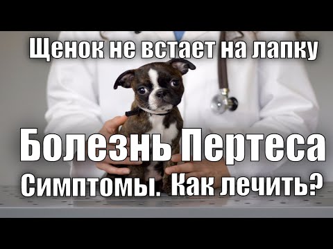 Видео: Щенок не встает на заднюю лапку. Болезнь Пертеса.