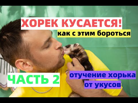 Видео: Хорёк кусается/ Часть 2/ Как отучить хорька кусаться