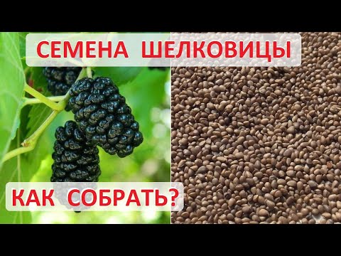 Видео: Как собрать семена шелковицы. Заготовка семян тутовника - все очень просто!