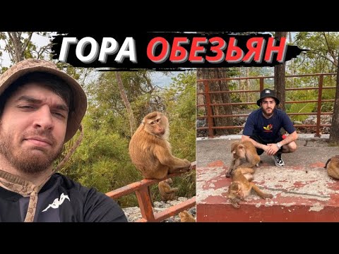 Видео: STAYA ПОСЕТИЛИ ГОРУ ОБЕЗЬЯН l RAVSHANN, STEEL, RENATKO, DEDADAM l ПХУКЕТ