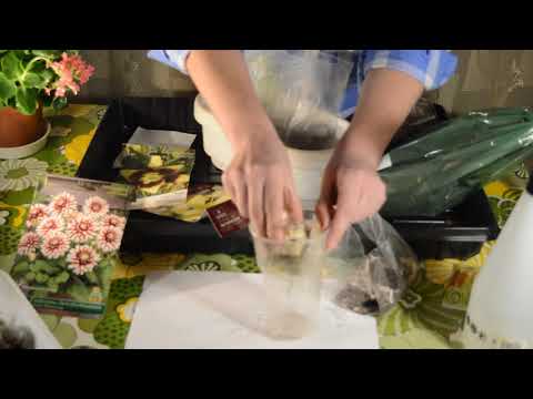 Видео: Как сохранить лилии, лилейники и др.до посадки