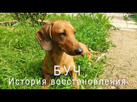 Видео: Дископатия у таксы, восстановление