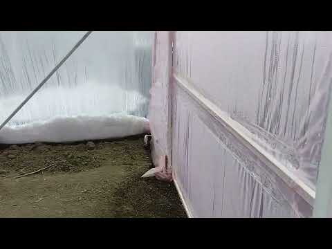 Видео: Теплица для ежевики