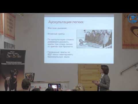 Видео: «Эндокардиоз атриовентрикулярных клапанов у собак» Илларионова В. К. в ВЦ ЗООВЕТ