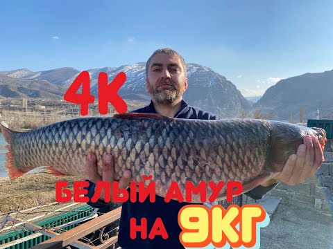 Видео: Шашлык из Рыбы,БЕЛЫЙ АМУР В УЗБЕКСКОМ КАЗАНЕ!!!!