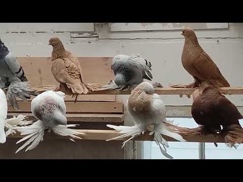 Видео: В гостях у Alexandra Diedek 12.10.2025 год.Германия