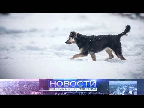 Видео: В Инте проводится работа по отлову бродячих собак.