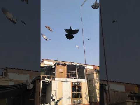 Видео: 23 октября 2025 г.