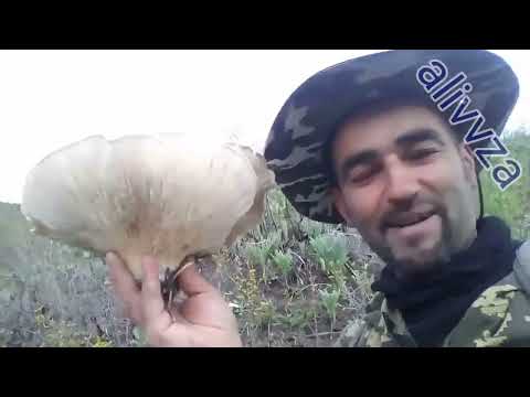 Видео: ALIVVZA. ЧАГОРА, КОРЧ, МУАРИФГАРИ ТАБИАТИ ЗЕБОИ ВАХЁ.