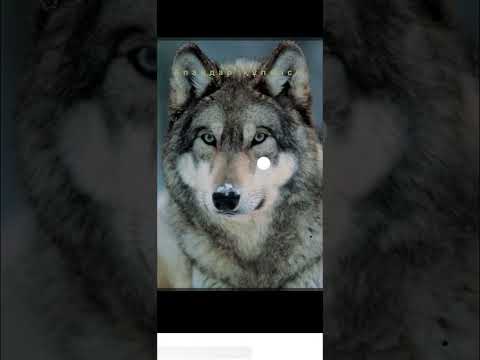 Видео: “Апандар құпиясы”. Авторы Қасым Тәукенов (“Абай бол, арлан” кітабынан)