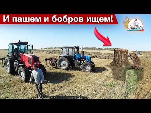 Видео: Два МТЗ-1221 и МТЗ-2022 с плугами СССР - ПЧ-2.5. Чуть не умер МТЗ. Ликбез про бобров.