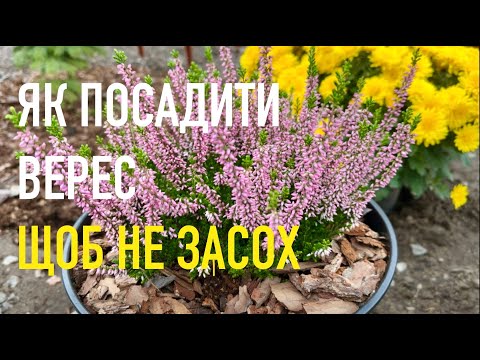 Видео: Як правильно посадити Верес | Посадка Вересу у контейнер восени