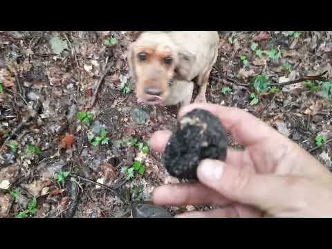 Видео: Лов на трюфели - Truffle hunt #4