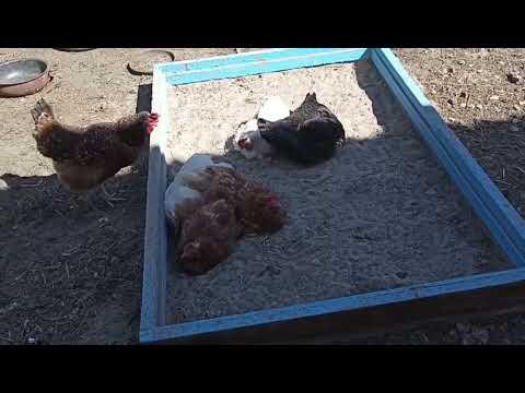 Видео: Вернулись в деревню.Принялись за ремонт дома.Готовимся к покупке бройлеров.Первый урожай огурцов