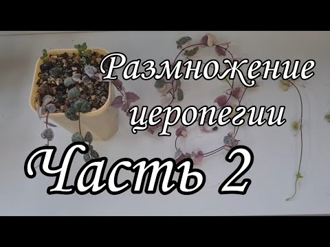 Видео: Церопегия вуда. Ceropegia woodii - размножение черенками