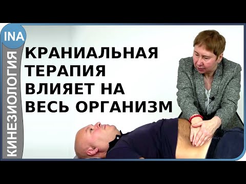 Видео: Краниальная терапия влияет на весь организм. Прикладная кинезиология. Людмила Васильева