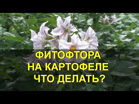 Видео: ФИТОФТОРА НА КАРТОФЕЛЕ ЧТО ДЕЛАТЬ?