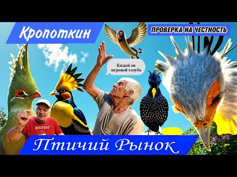 Видео: Птичий рынок Кропоткин! Покупаем, проверяем, голубей на рынке.Голубеводы, играют лучше чем #голуби