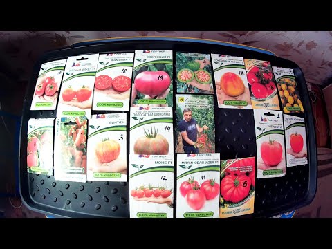 Видео: ОБЗОР 20 СОРТОВ проверенных ТОМАТОВ, урожайных и вкусных. И 4 сорта от которых откажусь в 2021 году!