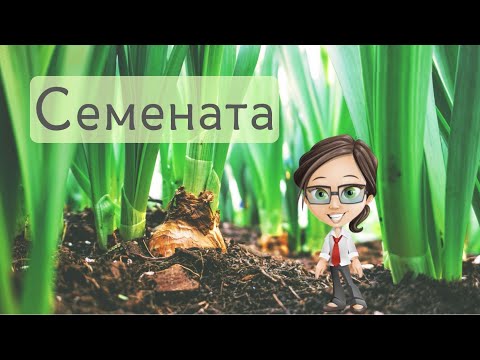 Видео: Семена - Тайната на живота - Урок за деца