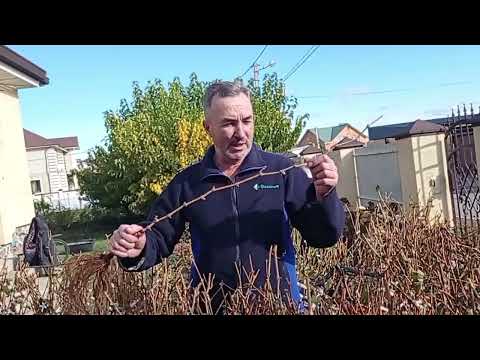 Видео: @Продажа саджанців винограду осінь 2025 почалася