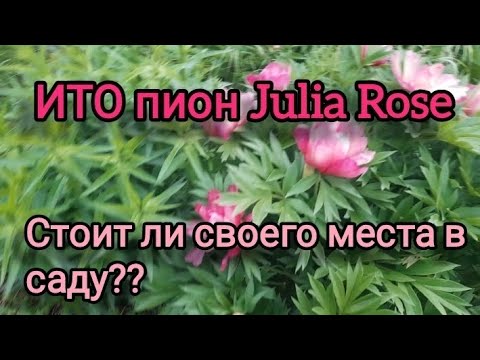 Видео: Мой ИТО пион Juliya Rose. Выжила не смотря ни на что!