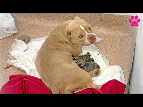 Видео: Это случилось! Что с собакой? А как же щенки?