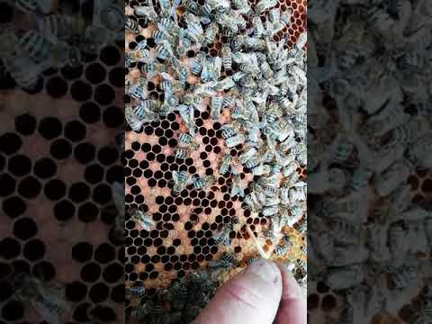 Видео: Гнилец или нет?Советую посмотреть. Нужна помощь!