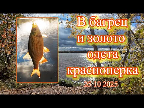 Видео: В багрец и золото одета красноперка
