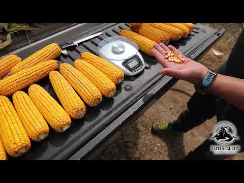 Видео: 🌽 Георги Мантарлиев на полетата на Иван Събев