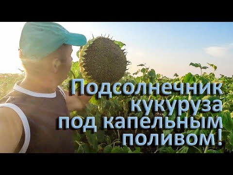 Видео: Подсолнечник, кукуруза и ежевика под капельным поливом.