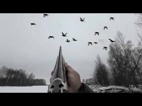 Видео: Наш День!!!Расстреляли все Потроны. Охота на Зайца и по Боровой.