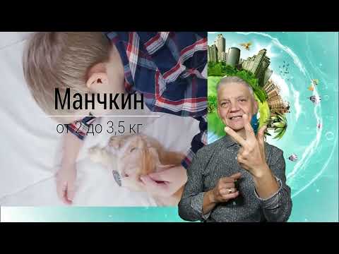 Видео: интересные факты - редкие породы котов, для глухих. ржя.  #глухие #deafnews #rsl #deaf