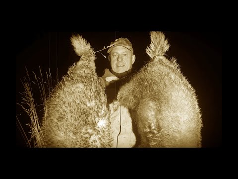 Видео: Охота на Барсуков. Медведь вместо барсука.