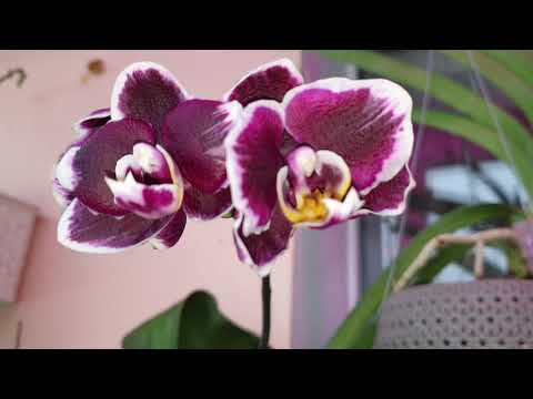 Видео: Цветение Trichocentrum и других..