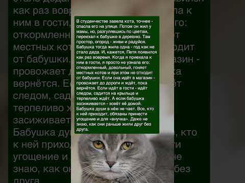 Видео: История про кота и бабушку, которые нашли друг друга ✍ Зацените историю: Часть №291