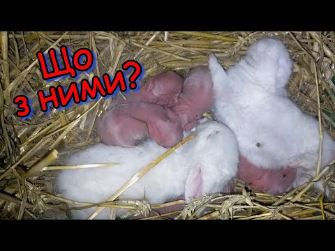 Видео: Кролі. Окрол першокролки. Що сталося з кроленятами? Життя в селі