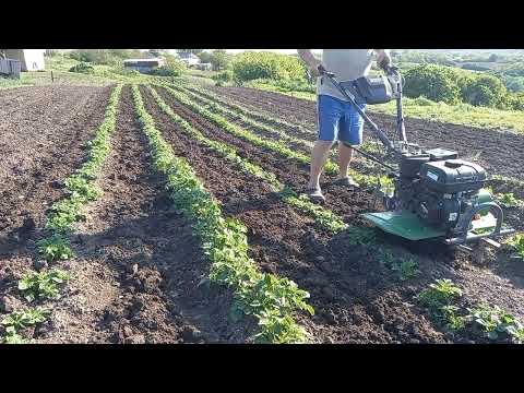 Видео: Оброботка междурядий картошки мотоблоком Бизон 910